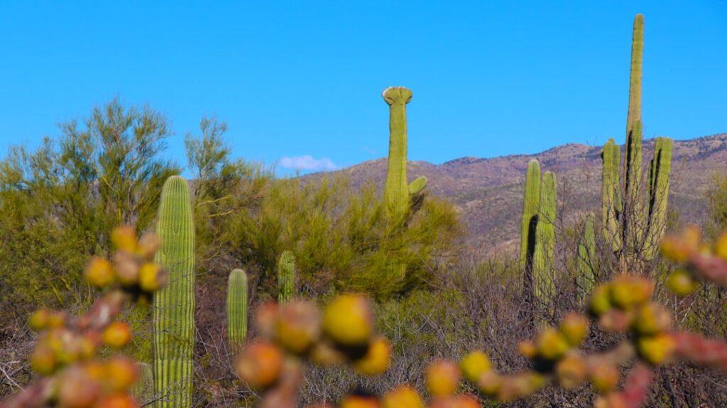 A scenic view of Mesquite, United States of America