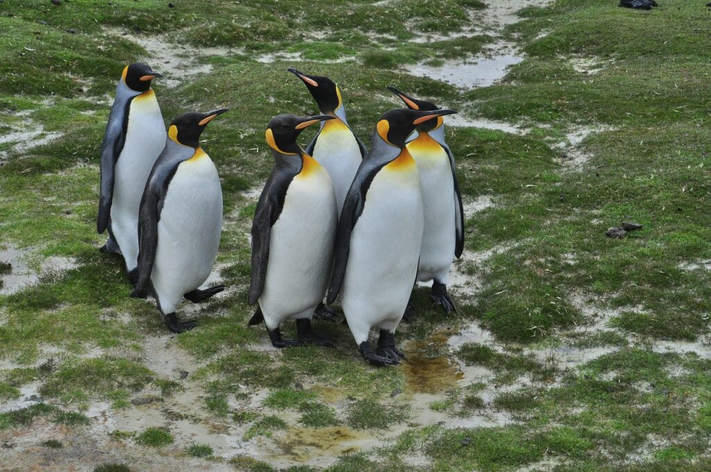 A scenic view of Stanley, Falkland Islands