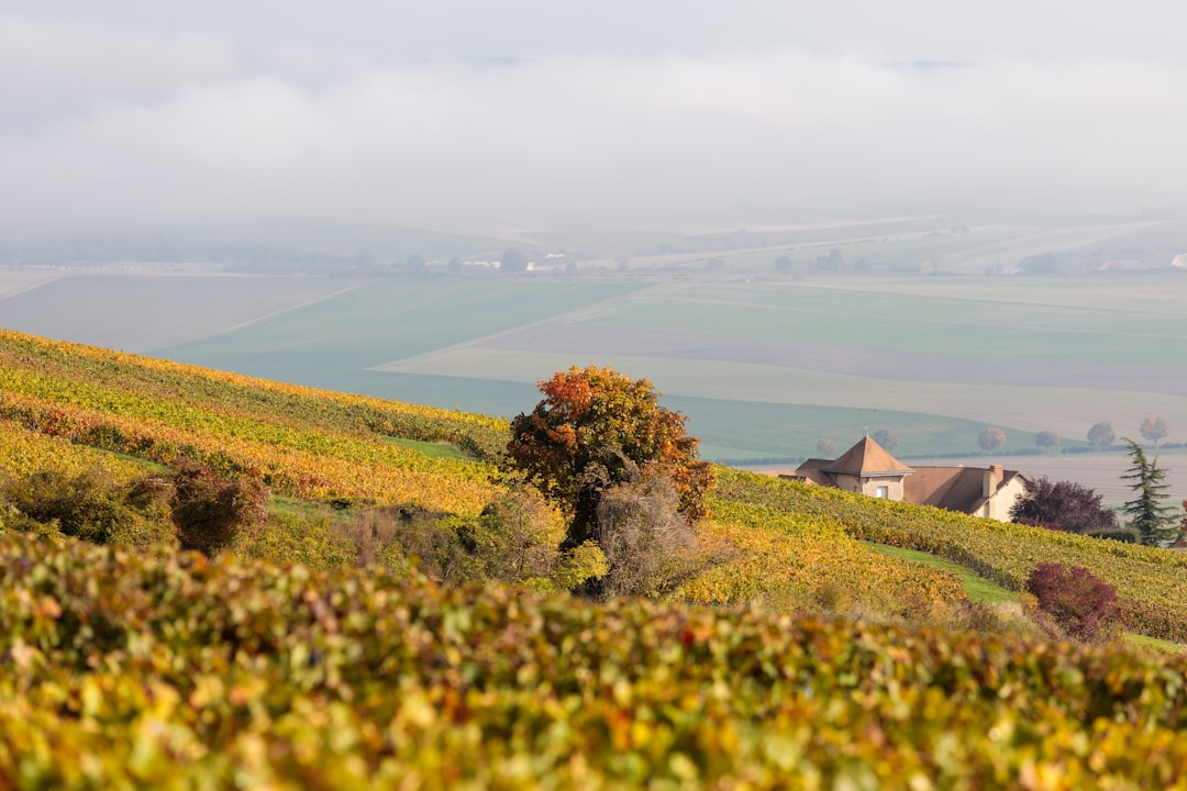 Champagne: The Complete Travel Guide (2026)