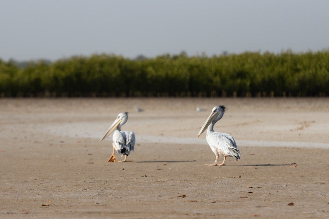 Senegal: The Complete Travel Guide (2026)
