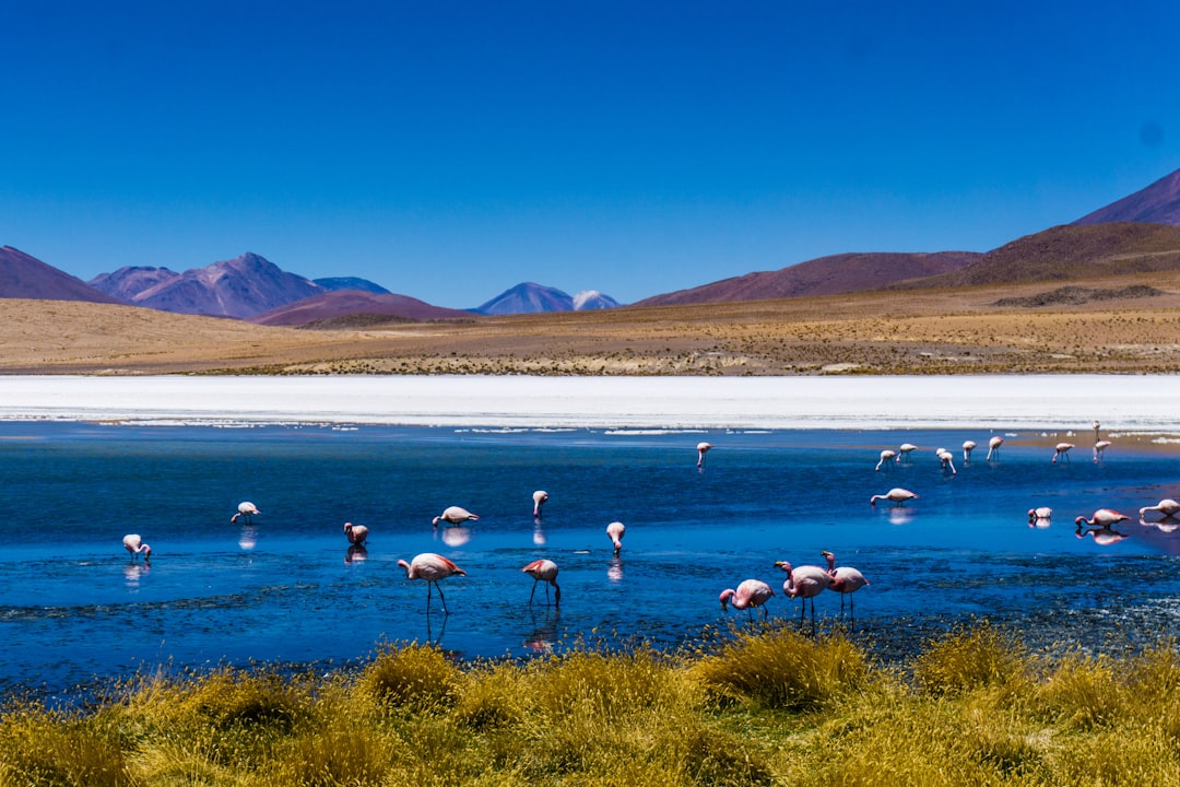 Bolivia: The Complete Travel Guide (2026)