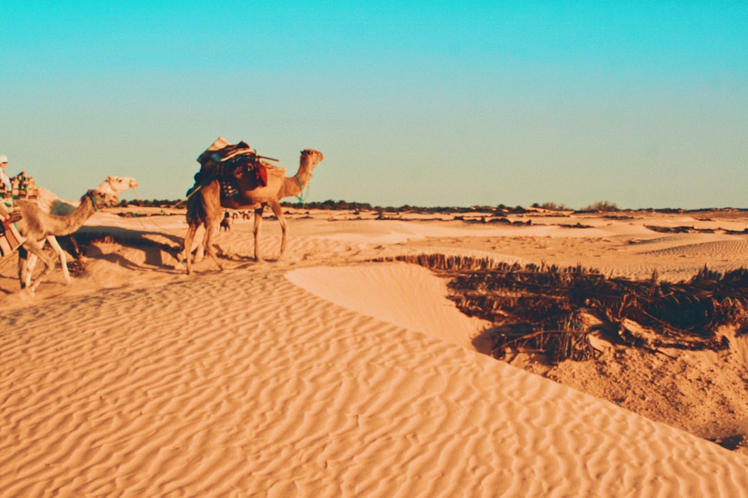 Tunisia: The Complete Travel Guide (2026)